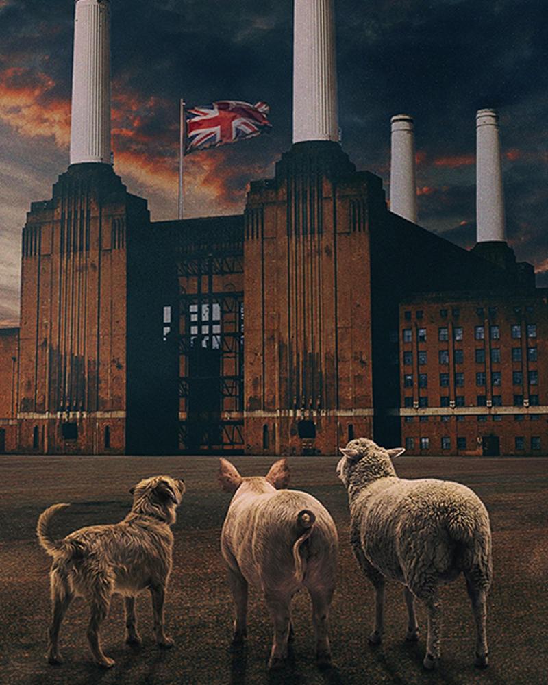 BRIT FLOYD - ANIMALS 50